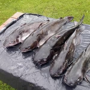 Meet your Posher, Eugene